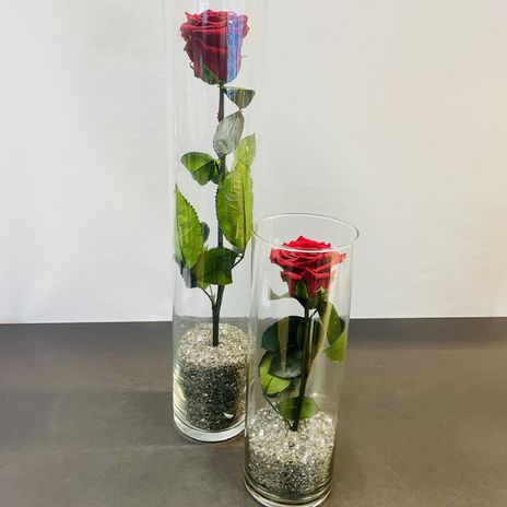 Eeuwig bloeiende roos in glas.
