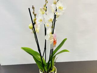 Orchidee